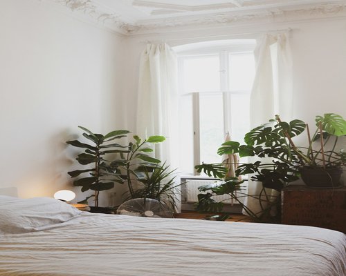 A peaceful bedroom with natural light and plants